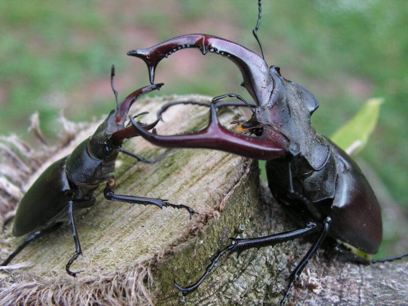 Hirschkäfer