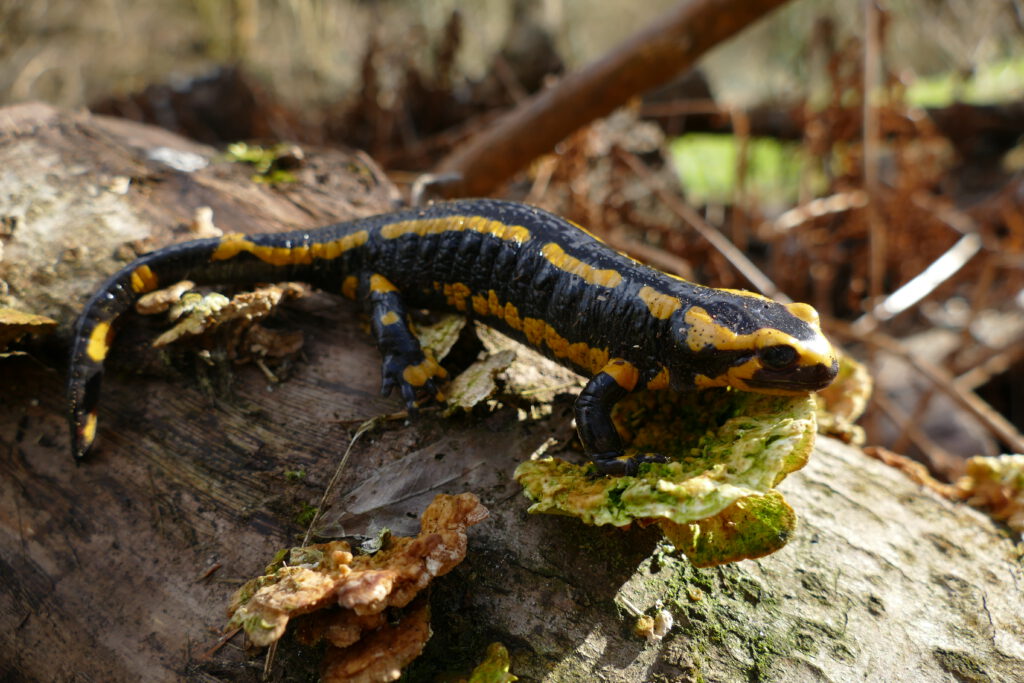 Salamander